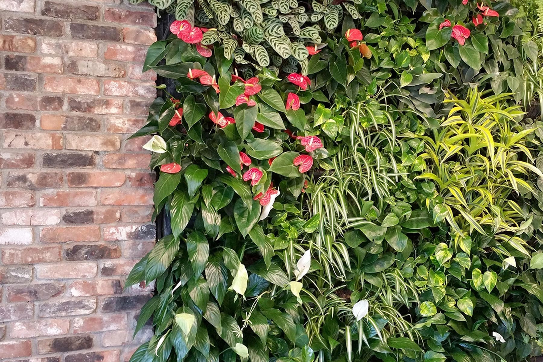 Modulogreen Living Walls